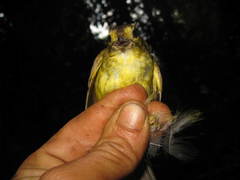 Tricholestes criniger