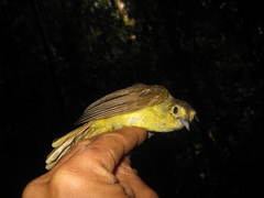 Tricholestes criniger