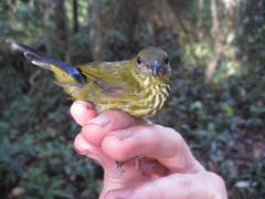 Kurochkinegramma hypogrammicum