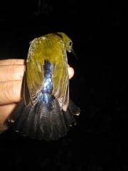 Kurochkinegramma hypogrammicum