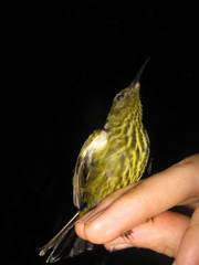 Kurochkinegramma hypogrammicum