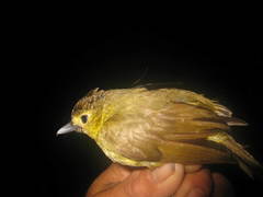 Tricholestes criniger