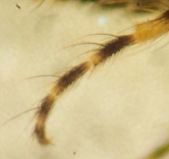 Forcipomyia cinctipes