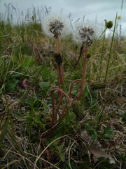 Taraxacum arcticum