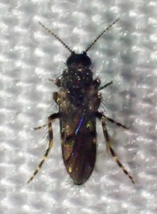 Forcipomyia cinctipes