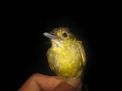 Tricholestes criniger