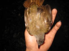 Brachypodius eutilotus