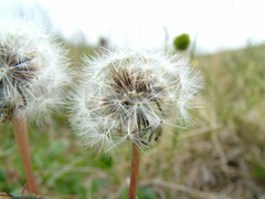 Taraxacum arcticum