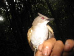 Brachypodius eutilotus