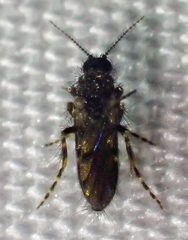 Forcipomyia cinctipes