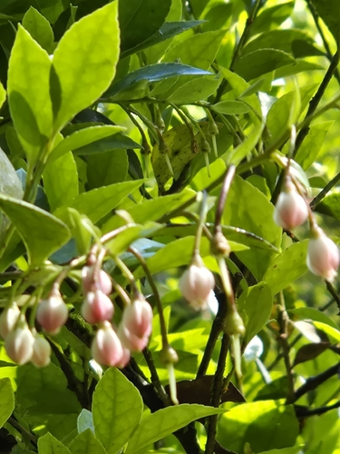 Vaccinium wrightii observed 2026-05-07