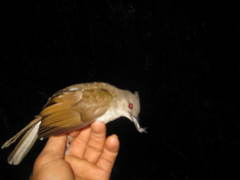 Brachypodius eutilotus