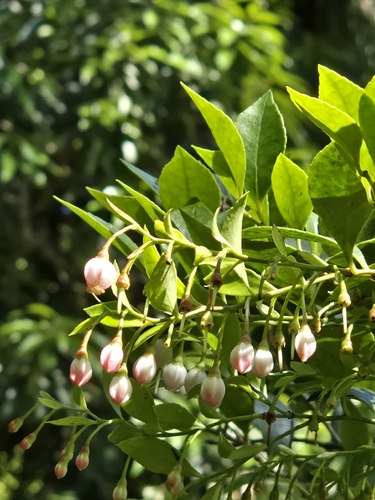 Vaccinium wrightii, photograph 2