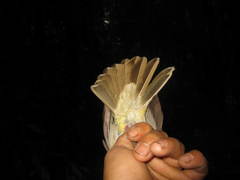 Brachypodius eutilotus