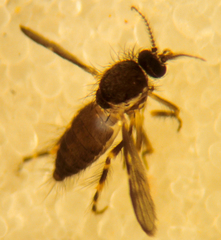 Forcipomyia cinctipes