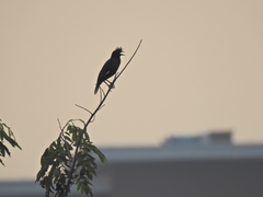 Acridotheres grandis