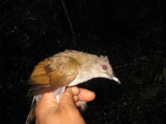 Brachypodius eutilotus