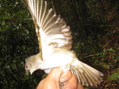 Brachypodius eutilotus