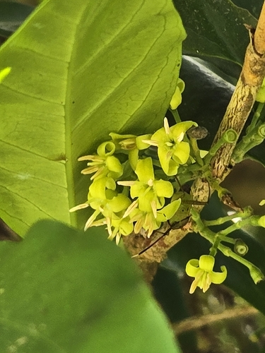 Diplospora dubia, photograph 4