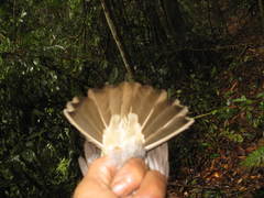 Brachypodius eutilotus