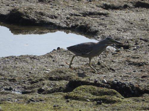 Little Heron