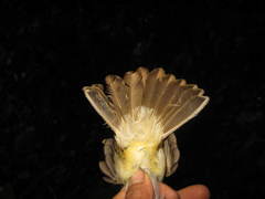 Brachypodius eutilotus