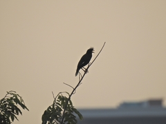 Acridotheres grandis