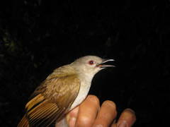 Brachypodius eutilotus