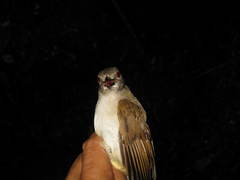 Brachypodius eutilotus