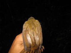 Brachypodius eutilotus