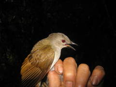 Brachypodius eutilotus