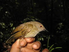 Rubigula erythropthalmos