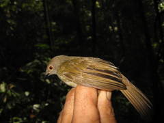Rubigula erythropthalmos