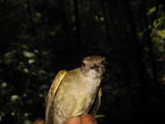 Rubigula erythropthalmos