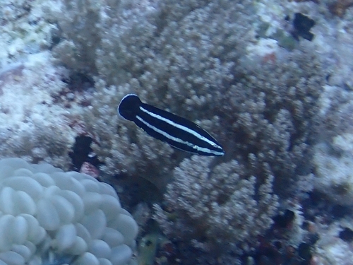 Labropsis manabei observed 2026-05-01