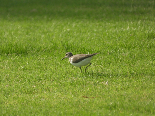 Common Sandpiper