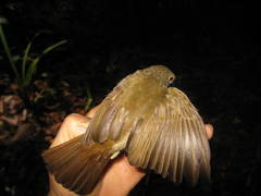 Rubigula erythropthalmos