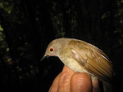 Rubigula erythropthalmos