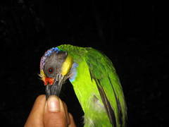 Psilopogon chrysopogon