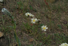 Taraxacum arcticum