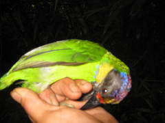 Psilopogon chrysopogon