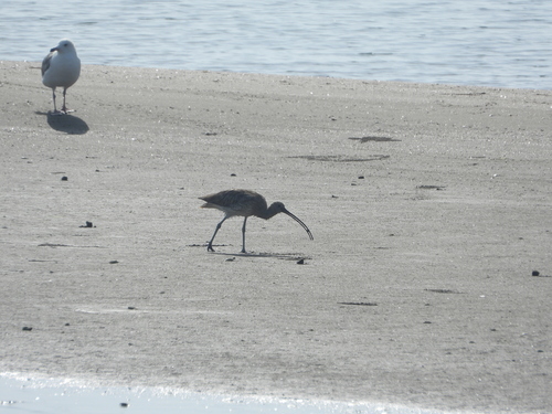 Eurasian Curlew
