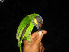 Psilopogon chrysopogon