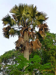 Borassus aethiopum, photograph (c) Philippe Hornus, some rights reserved (CC BY)