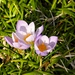 Crocus atticus - Photo (c) Greg Maher, some rights reserved (CC BY-NC), uploaded by Greg Maher
