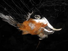 Pomatorhinus bornensis