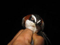 Pomatorhinus bornensis