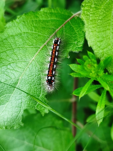 Swan Moth