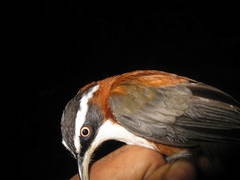 Pomatorhinus bornensis