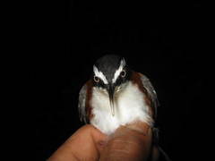 Pomatorhinus bornensis
